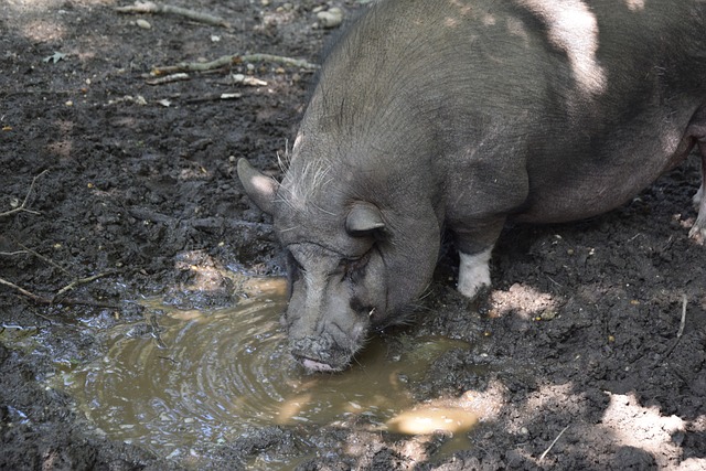 而瓜帅和德 而瓜帅和德