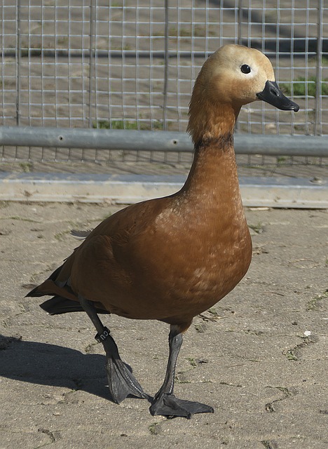 众对优质影